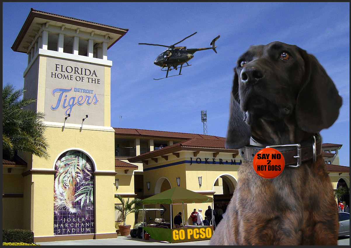 Dasha and the Hot Dogs